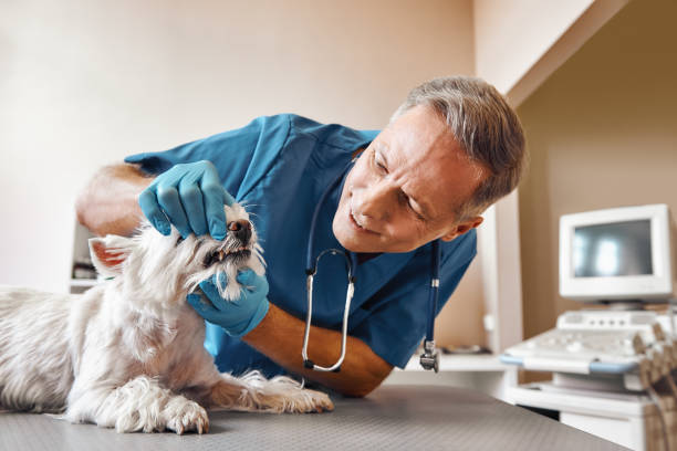 Best Emergency Dental Services for Seniors in Norton, VA